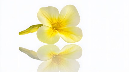 Canvas Print - Stunning Yellow Flower Blossom Closeup with Reflection