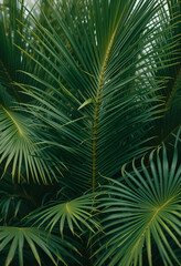 tropical leaves palm tree background