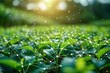 © Bobby - Green Plants in a Field with Digital Connections Representing Agriculture Technology and Innovation Under Soft Sunlight in Nature Environment