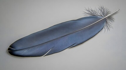 Wall Mural - Single Dark Blue Bird Feather on Gray Background Detailed Macro Shot