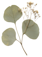 Wall Mural - PNG Leaf eucalyptus flower plant.