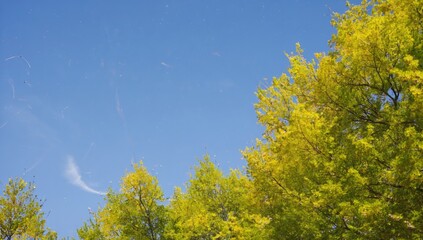 Yellow leaves, blue sky, trees, autumn, nature background, website header