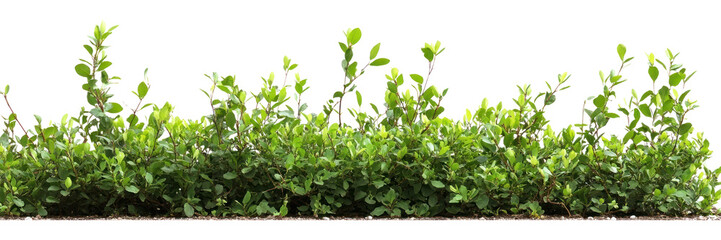 Wall Mural - PNG Green Shrub border background plant hedge.