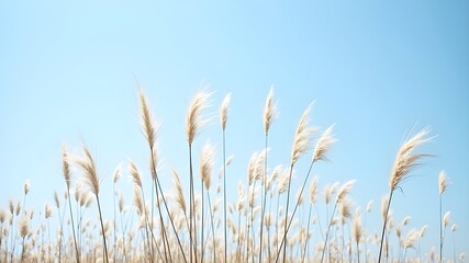 Naklejka na meble Miscanthus in the sun