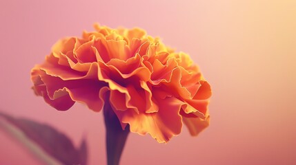 Wall Mural - A beautiful orange flower in full bloom against a soft pink background.