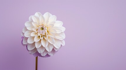 Sticker - A beautiful white dahlia flower in full bloom against a purple background. The flower is perfectly centered and the petals are delicate and detailed.