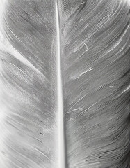 Feather pattern in close up and detailed for abstract background, part 94