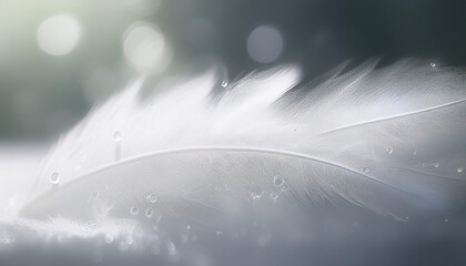 Wall Mural - Feather pattern in close up and detailed for abstract background, part 79