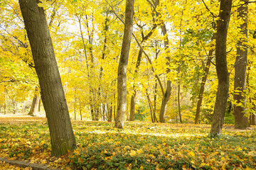 Wall Mural - Beautiful trees with yellow leaves in sunny park. Autumn landscape