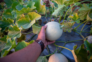 Wall Mural - green melons or cantaloupe melons plants growing in greenhouse, Melon or cantaloupe is sweet fruit