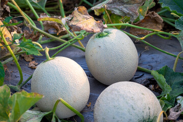 Wall Mural - green melons or cantaloupe melons plants growing in greenhouse, Melon or cantaloupe is sweet fruit