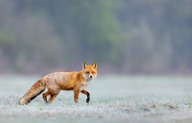 mammals - european red fox (vulpes vulpes)