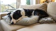 © vectorize - Cute Border Collie dog sleeping on a sofa