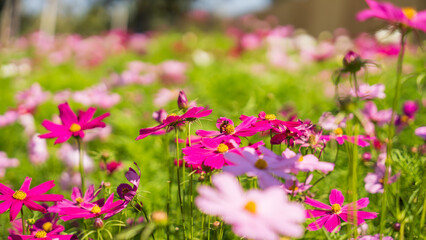 Wall Mural - flower cosmos field blooming, Nature Background.