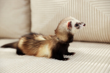 Wall Mural - Cute ferret on beige sofa. Domestic pet