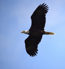 Wall Mural - bald eagle in fly