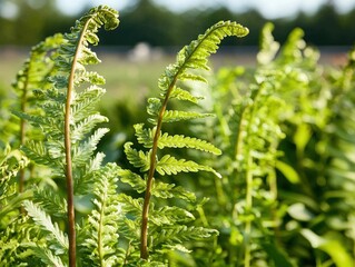 Canvas Print - Vibrant Green Fern Leaves Captured in Natural Light Against a Soft Outdoor Background for Nature Photography