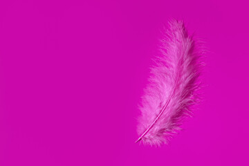 Wall Mural - Background with feathers in magenta colors. Copy space. Selective focus.