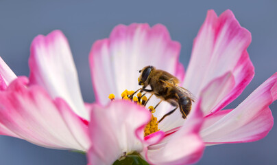 Canvas Print - close up of a bee on white cosmos flower isolated on gray.
