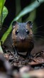 © ahmed - HD Phone Wallpaper Close up of a Small Dark Furred Rodent in Rainforest Environment
