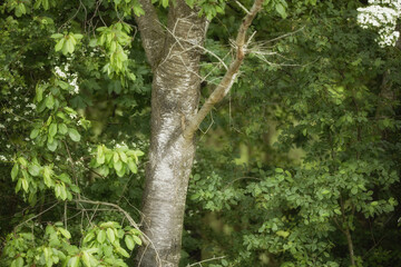 woods, nature or tree in outdoor garden environment, botanical plants or outside landscape. park, bl