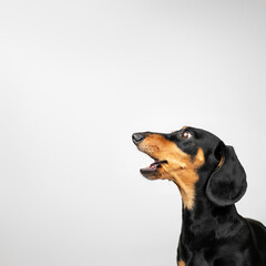 Wall Mural - dachshund dog looking surprised, funny pet photo in studio