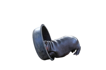 Poster - Baby pygmy hippopotamus and his favorite plastic basin isolated on transparent background.