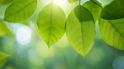 Wall Mural - bright green leaves bathed in warm sunlight, creating a serene and tranquil atmosphere. ideal for ec