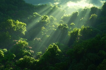 Wall Mural - Sunbeams Illuminate Lush Green Forest Canopy