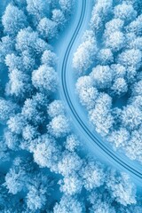 Wall Mural - Aerial View Of Snow Covered Trees And Winding Road