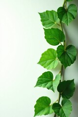 Wall Mural - Large leaves of the English ivy plant against a white background, ivy, leaves, stem