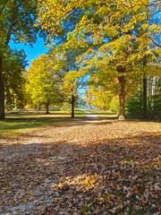 Wall Mural - Autumn in the city park