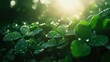 © Hansa & Party - Fresh Clover Leaves Glistening in Morning Light with Dewdrops Creating a Sparkling Natural Scene