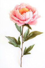 Wall Mural - A single pink flower with green leaves sits on a white background, great for designs and illustrations