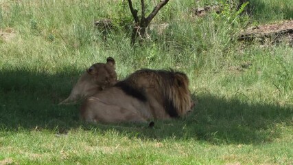 Wall Mural - A group of lions interacts beneath the shade of a tree, displaying social bonds and hierarchy. A fascinating moment of wildlife behavior, taken during a safari game drive.