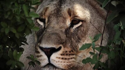 Wall Mural - A striking close-up of a lioness partially hidden between leaves and branches, her piercing eyes locked onto something unseen. A powerful display of stealth, taken during a safari game drive.