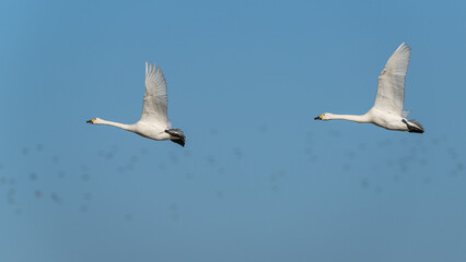 Wall Mural - Tundra Swan, Bewick's Swan, Cygnus columbianus in flight at winter in Slimbridge, England