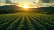 © Serega - Aerial view of lush green farmland at sunrise