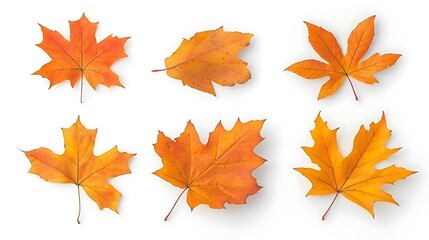 Wall Mural - Vibrant autumn leaves in various shapes and sizes scattered on a white background