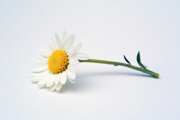 Wall Mural - A single white flower sits on a white surface