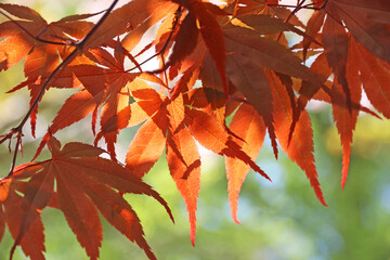 Wall Mural - Leaves of Acer trees in the Spring	