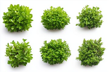 Wall Mural - Set of green garden bushes on white background