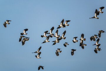 Wall Mural - Northern Lapwing, Vanellus vanellus, flock of birds in flight over winter marshes