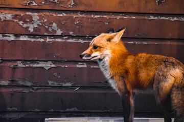 red fox hears a sound