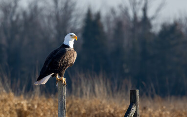 american bald eagle perched on tree