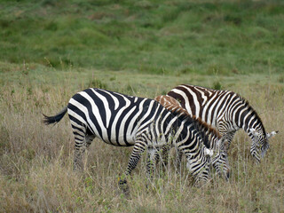 Wall Mural - Three zebras grazing on dry grass in the savannah