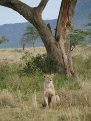 Wall Mural - Lioness sitting under a tree in the savannah