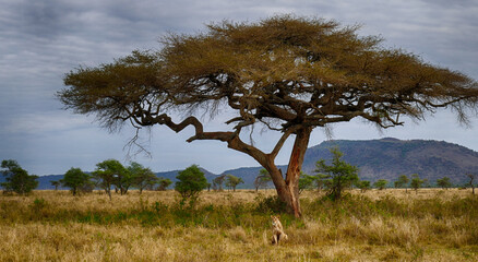 Wall Mural - Lion relaxing under acacia tree in serengeti national park, tanzania