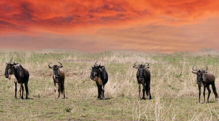 Wall Mural - Wildebeest herd standing on dry african savanna