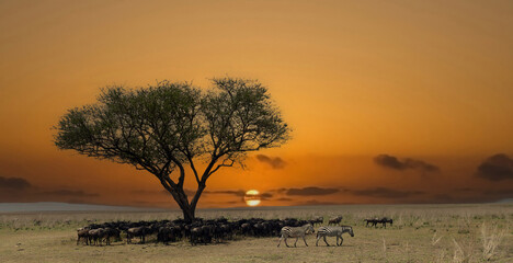Wall Mural - Herd of wildebeest resting under a tree in the serengeti